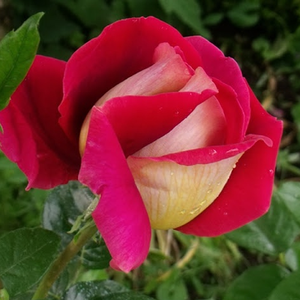 Pоза Кроненбург - червено - жълт - Чайно хибридни рози 